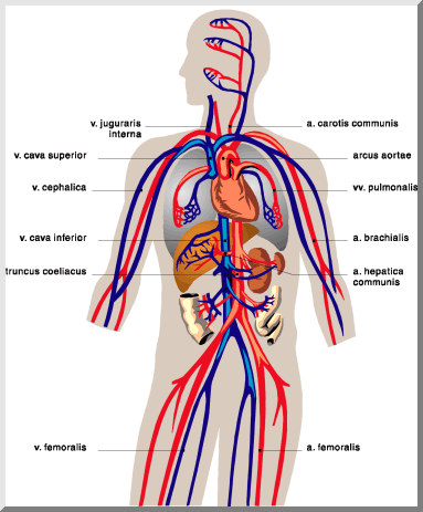 Artery System Diagram