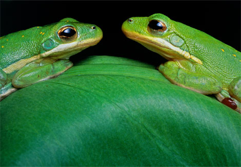 [green-frogs-eastcott-momatiuk-394758-ga.jpg]