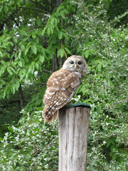 Birds of Prey Show