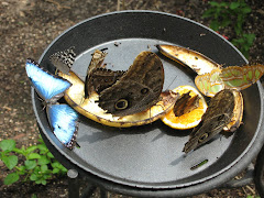 Blue Morpho Butterfly
