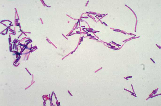 bacillus cereus JungleKey.fr Image