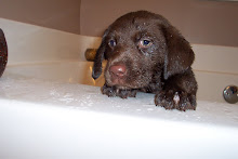 Diva's First Bath