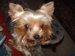 I Am Kheldar, the Yorkie!