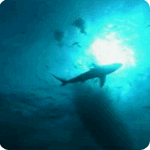 [shark+image.gif]