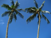Hawaii Trees by Jordan Hirsch