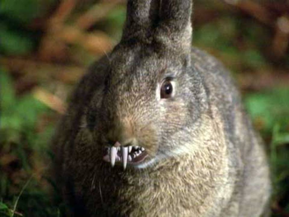 ! RABBIT IN THE WEB ! Rabbit Phobia Teacher