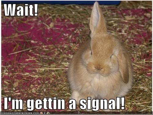 funny-pictures-bunny-rabbit-antenna.jpg