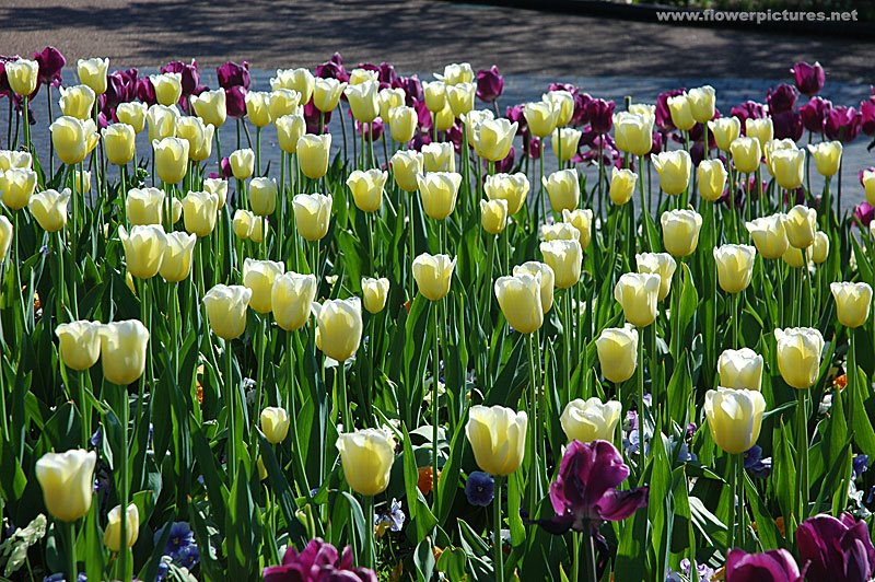 [Tulip+flowers16.jpg]