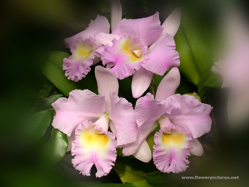 [orchid8.jpg]