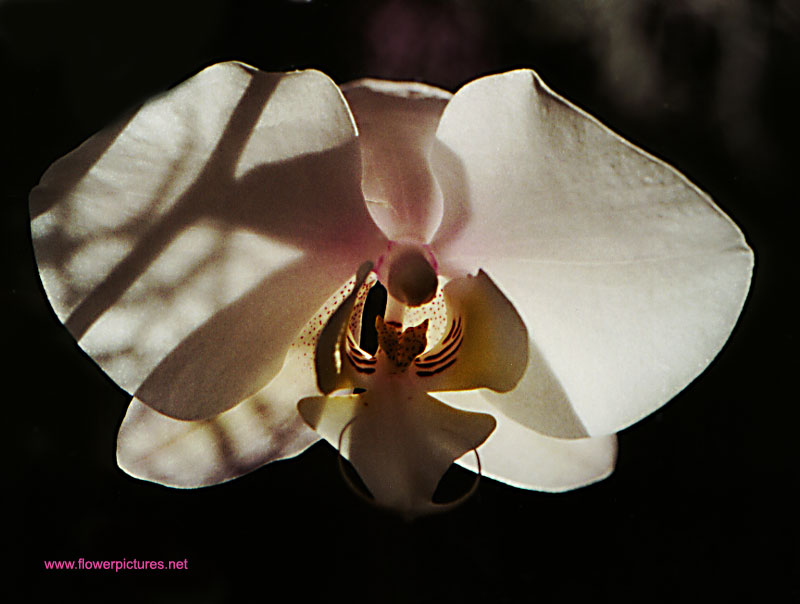[orchid12.jpg]