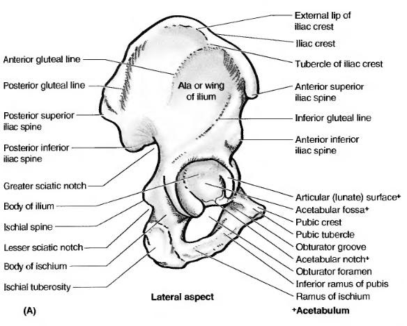 applied anatomy of hip bone