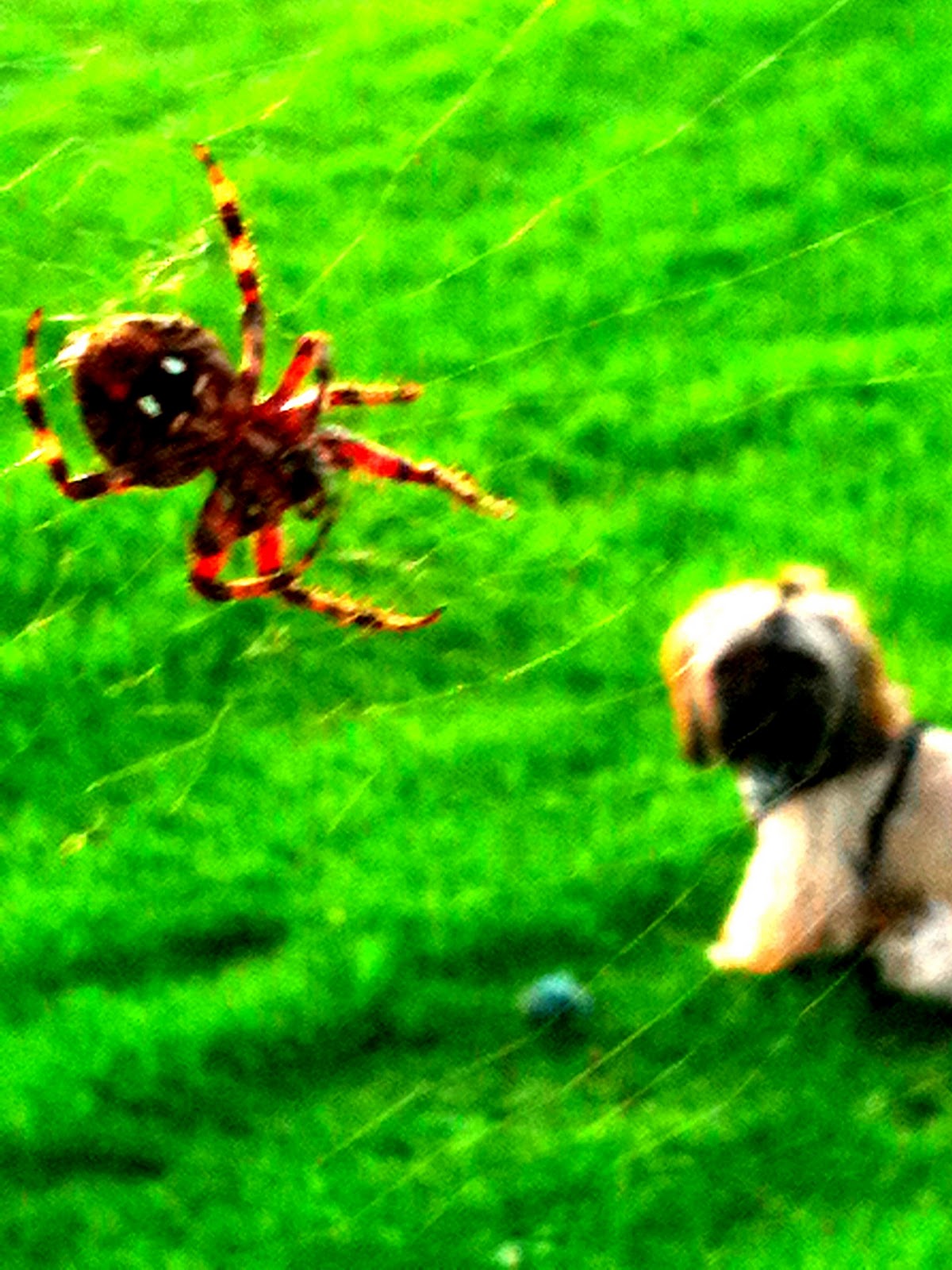 Life as a dog mom! Spiderdog!