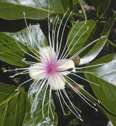 plants: Sacred Garlic Pear