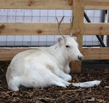 Baby Reindeer