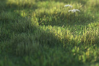 Peter Guthrie V-Ray grass tutorial image