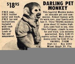[darling-per-monkey.jpg]