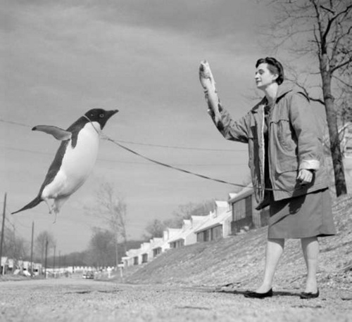 [penguin.jpg]