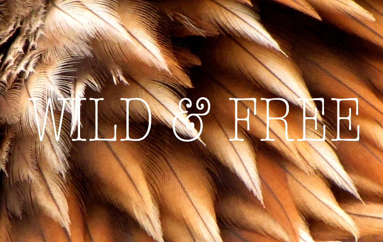 WILD & FREE