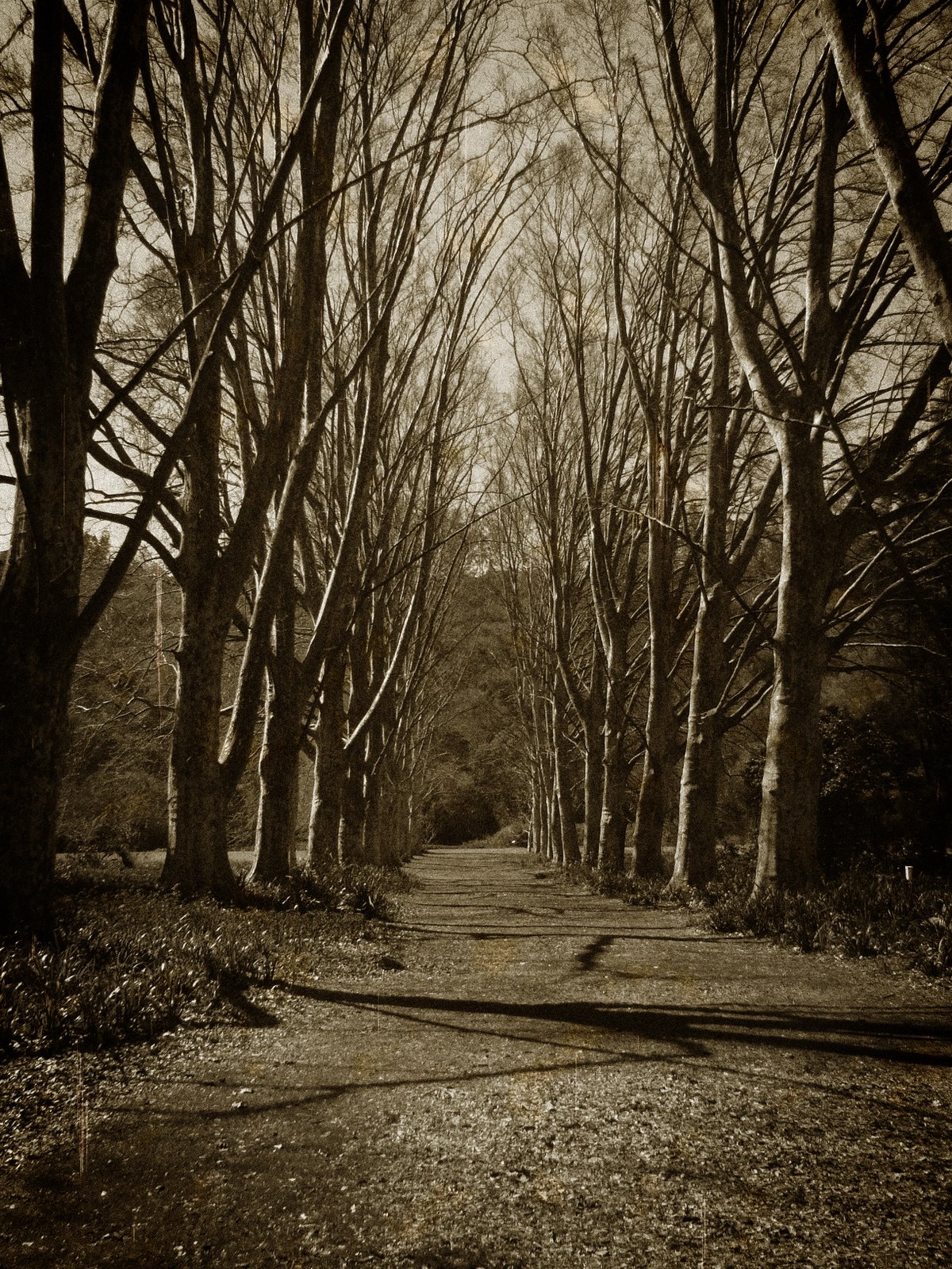 [lineoftrees.jpg]