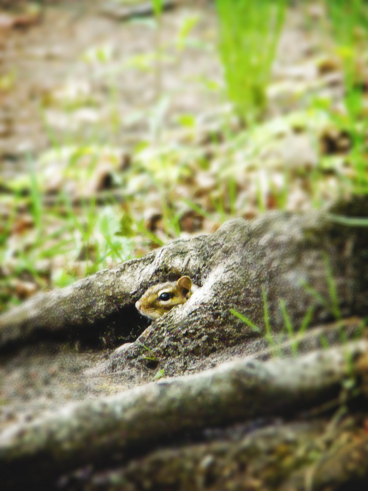 [chipmunk_2.jpg]