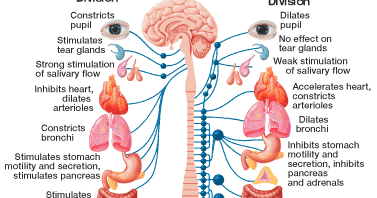 My Point of View: Endocrine System