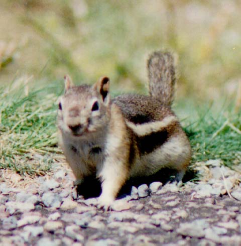 picture of chipmunk