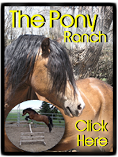 The Pony Ranch Alberta