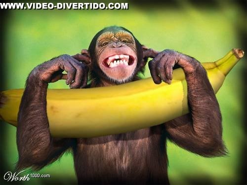 [Macaco_Contente.jpg]