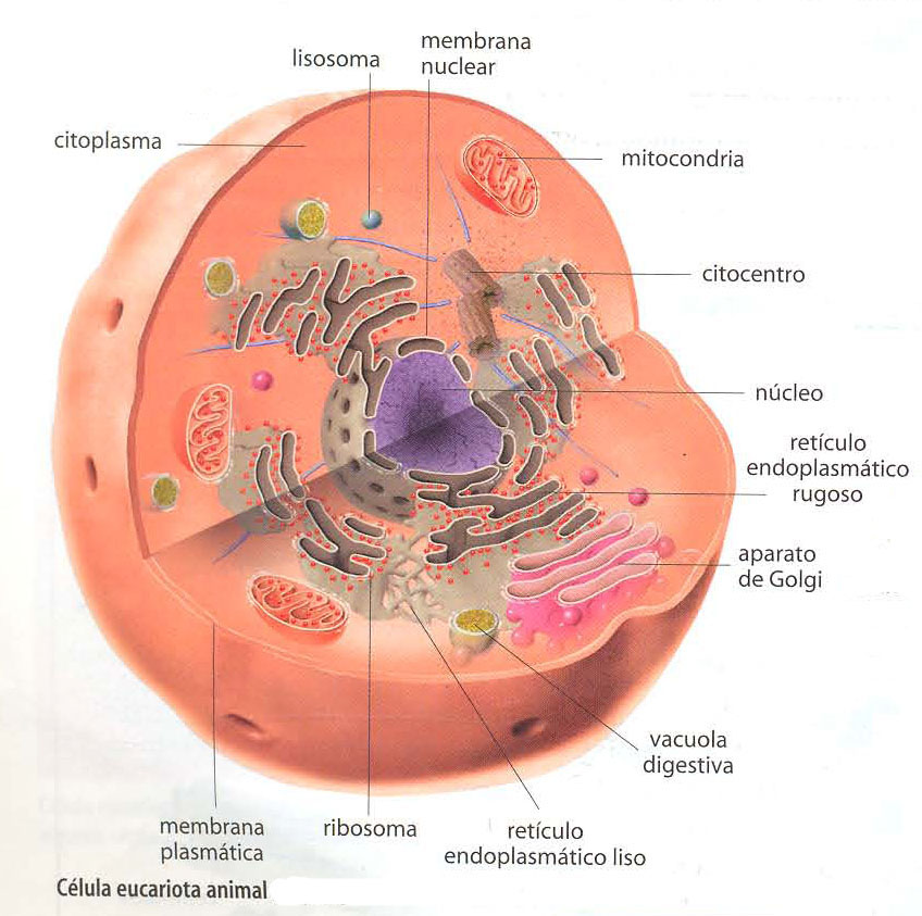 celula vegetal e animal. celula vegetal. celula animal y celula vegetal. celula animal y celula