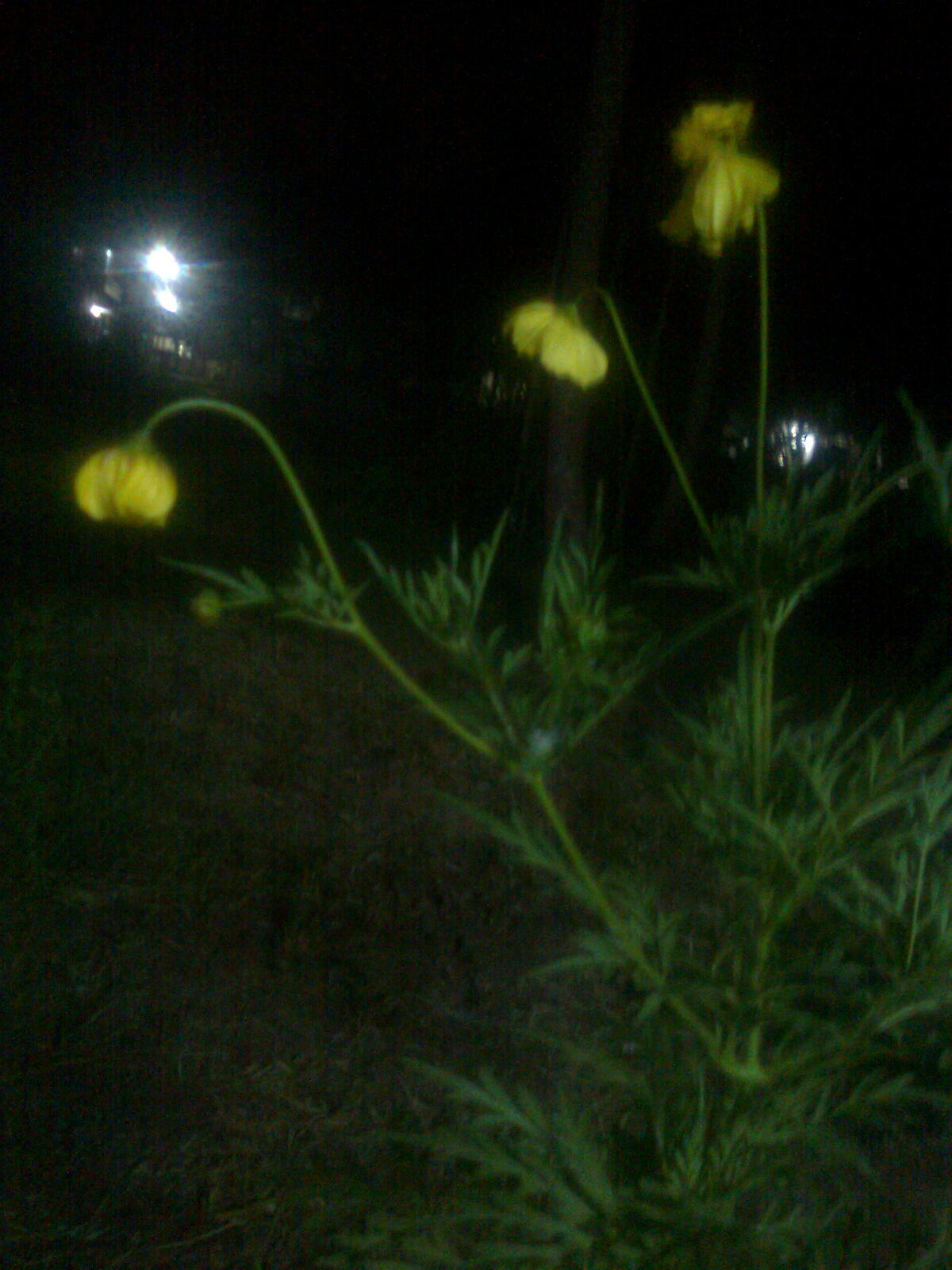 Why do flowers sleep at night? RNNR GROUP KOCHI