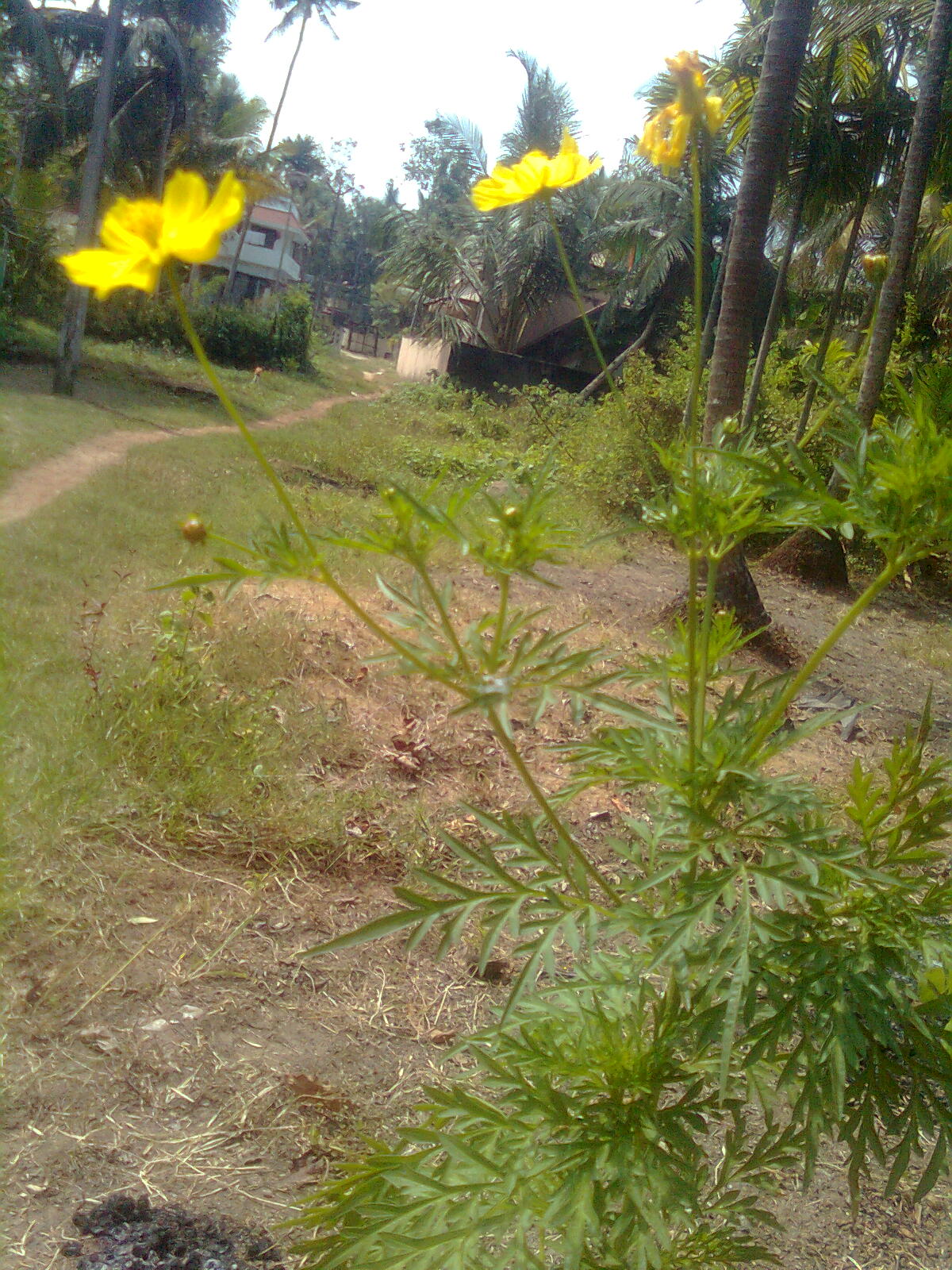 Why do flowers sleep at night? RNNR GROUP KOCHI