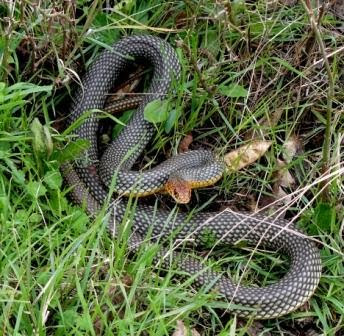 Horse Whip Snake