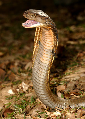 largest cobra