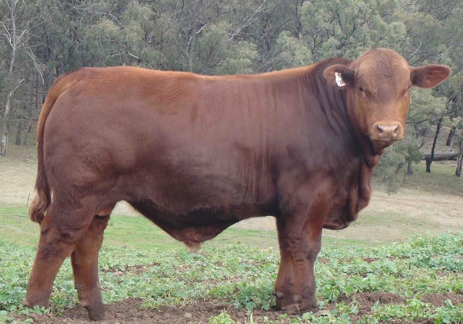 Blog do Agronegócio / Blog Of Agribusiness Red Brangus