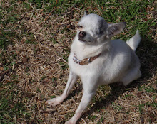 Dottie in the Sun