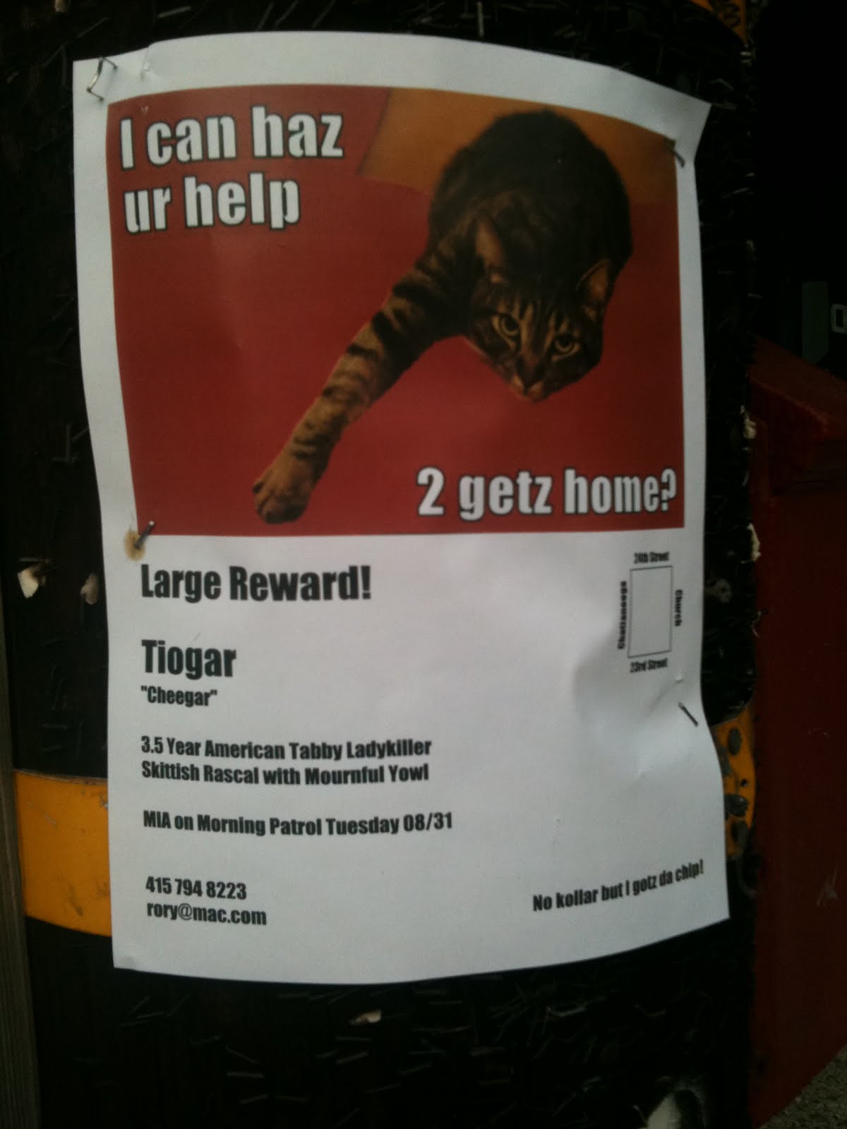 lost lolcat
