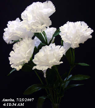 carnations.jpg