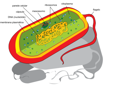 FUNCION BACTERIA funcion bacteria: