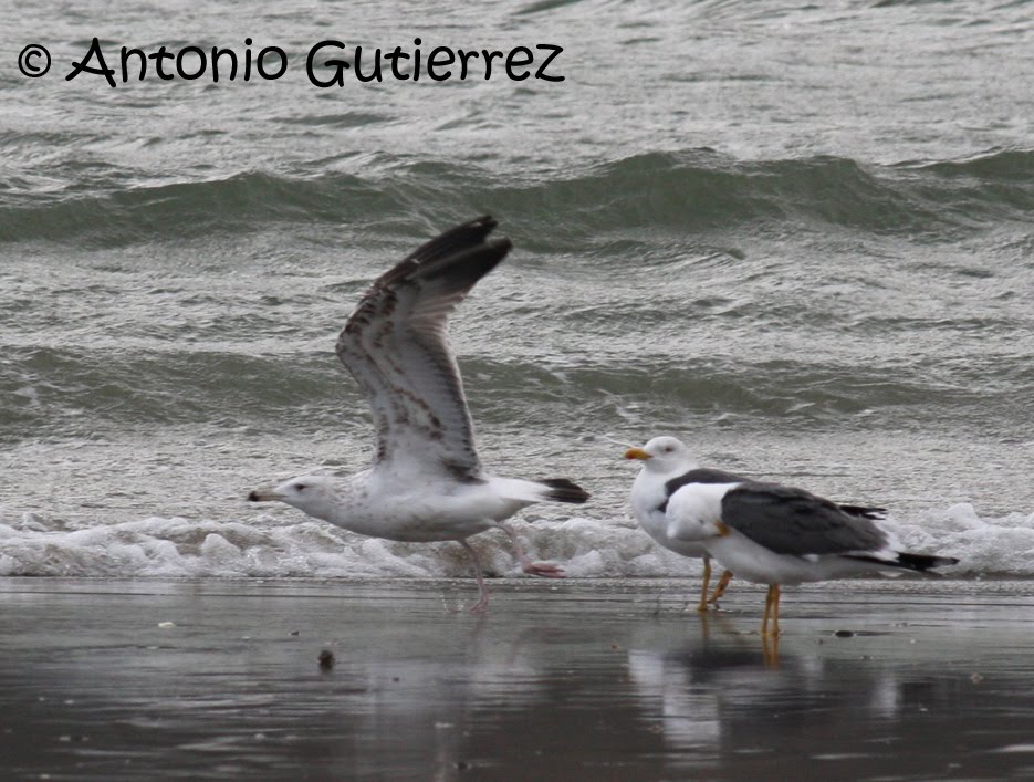 [IMG_4911+copia.jpg]