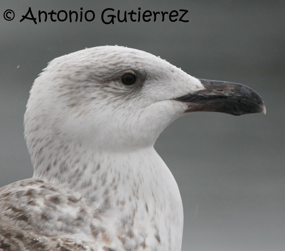 [IMG_9619+copia.jpg]
