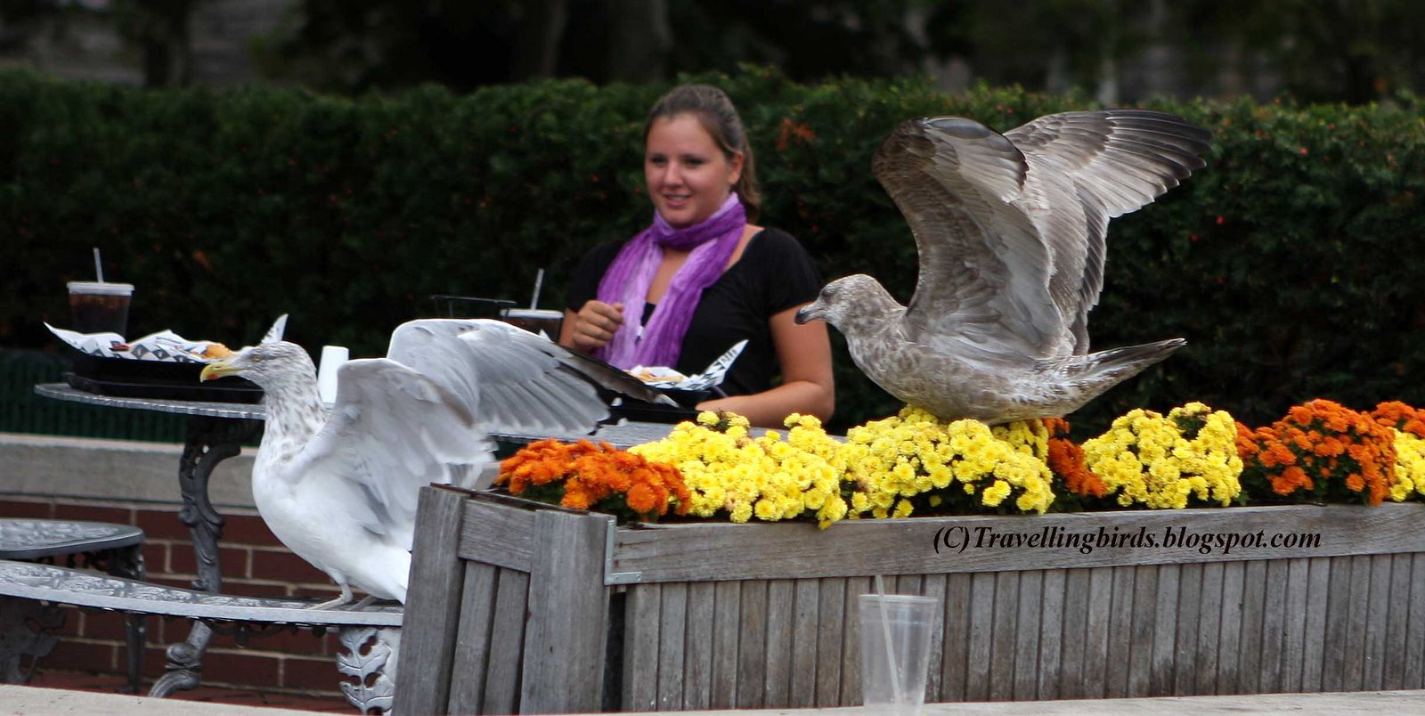 [Larus+smithsonianus13.JPG]