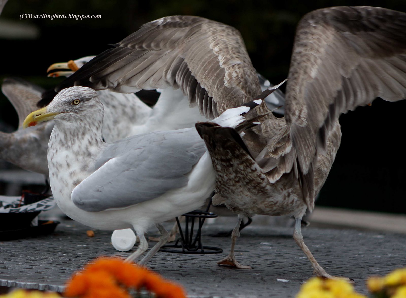 [Larus+smithsonianus16.JPG]