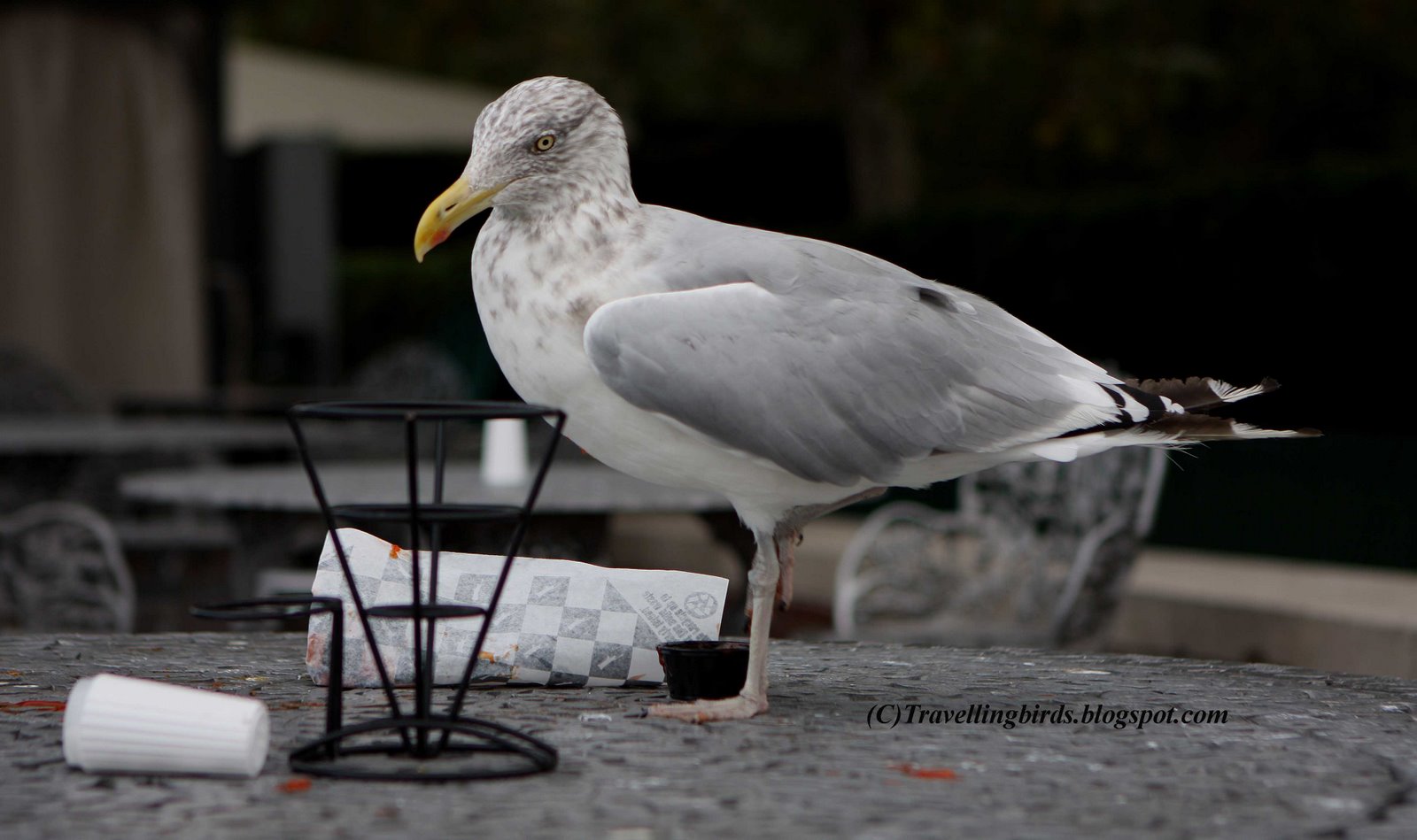 [Larus+smithsonianus19.JPG]