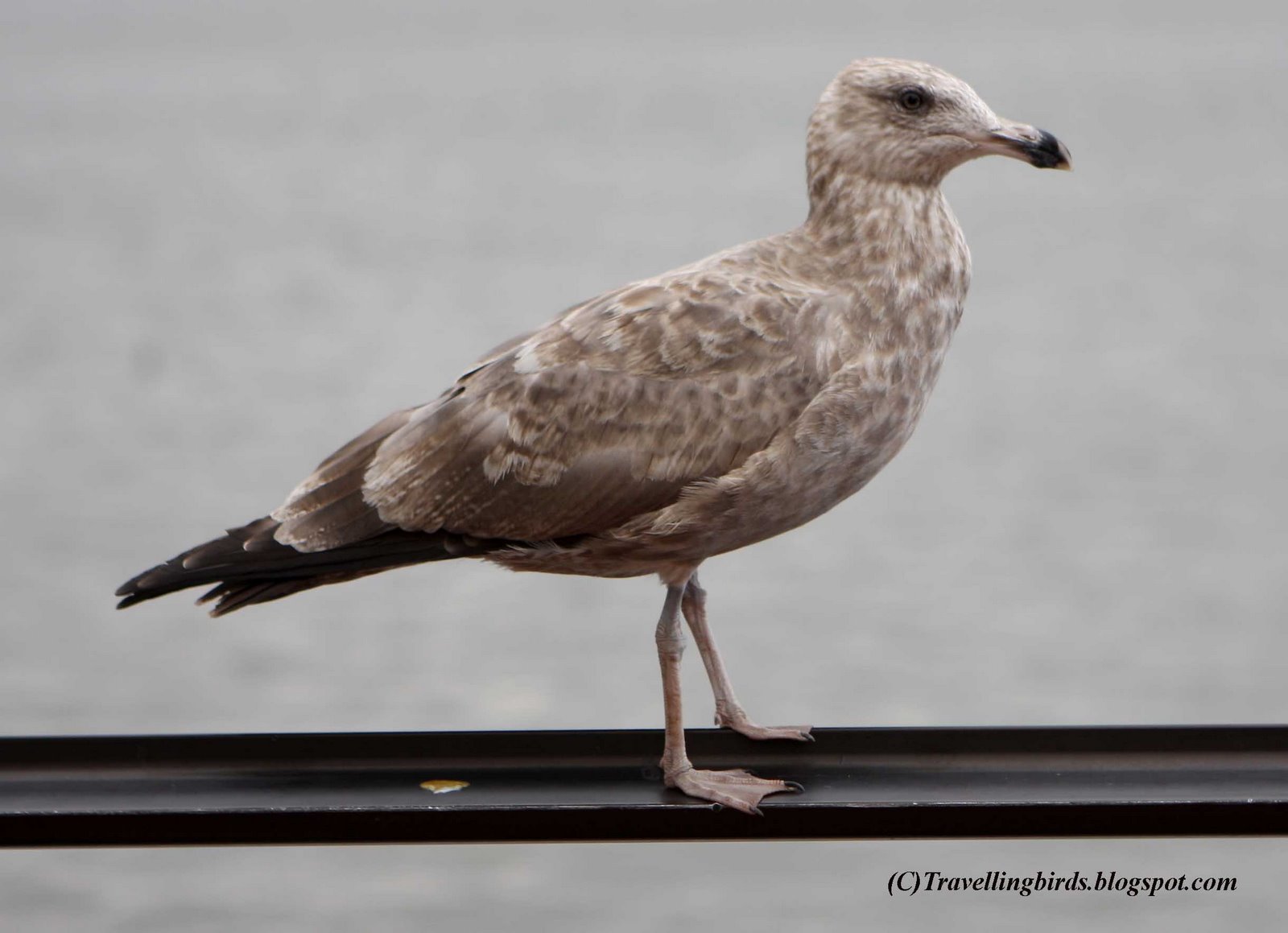 [Larus+smithsonianus11.JPG]