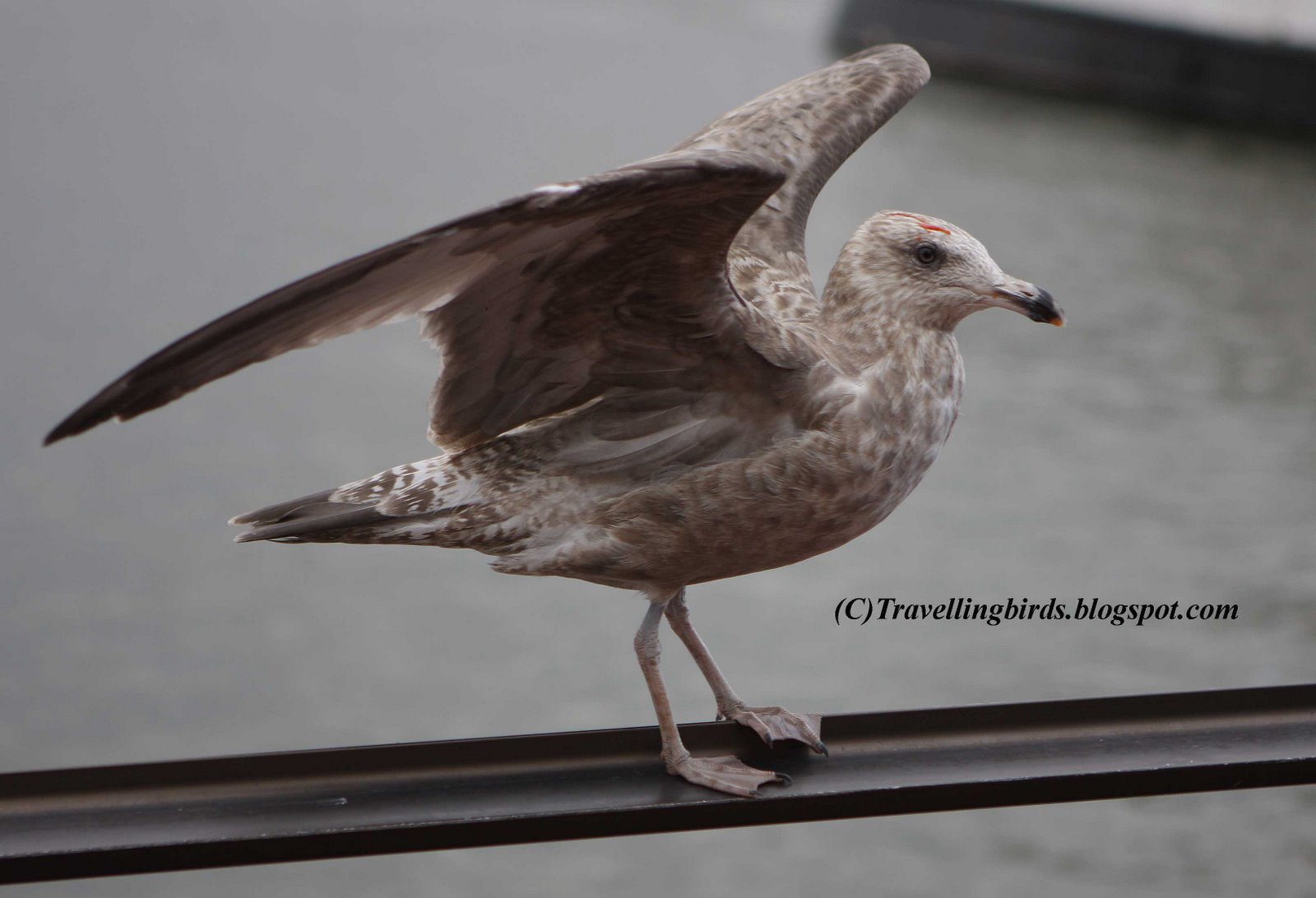 [Larus+smithsonianus20.JPG]