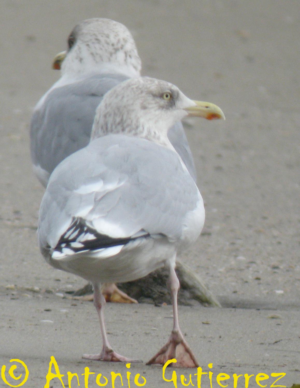 [IMG_7529+copia.jpg]