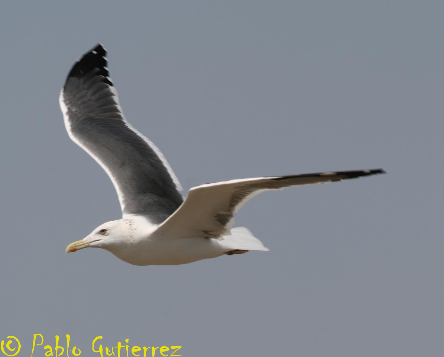 [Larus+spp36+copia.jpg]