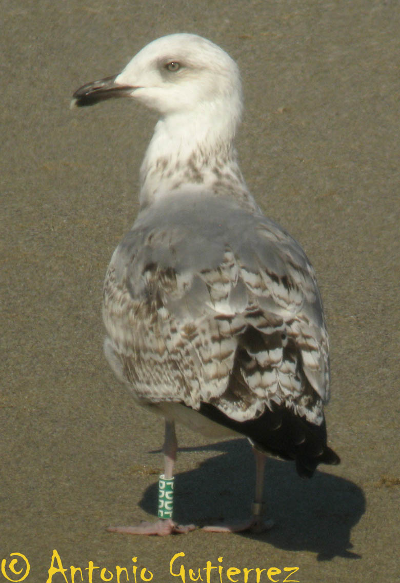 [IMG_4506+copia.jpg]