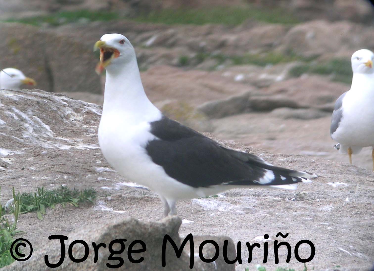 [Larus+marinus++JM.jpg]