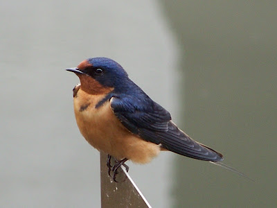 Oc Birder Girl Barn Swallow Hirundo Rustica
